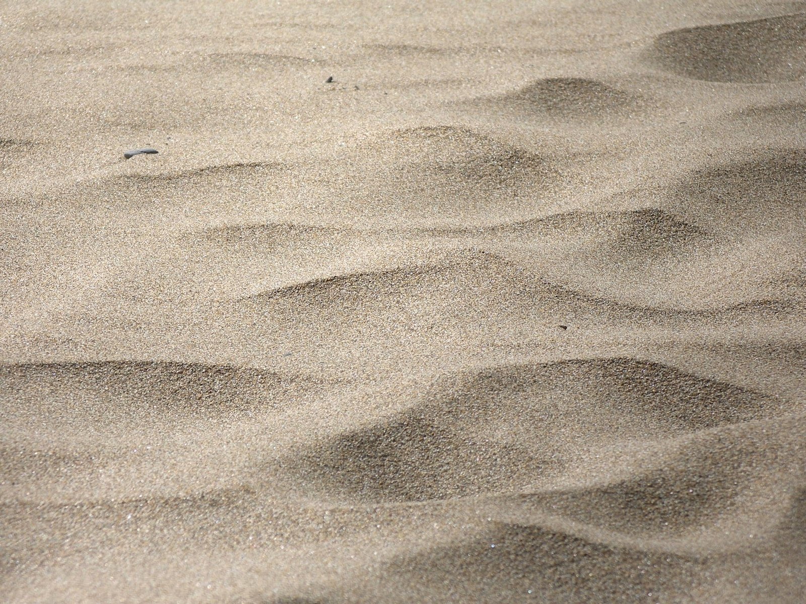 the sand is full of various types of plants