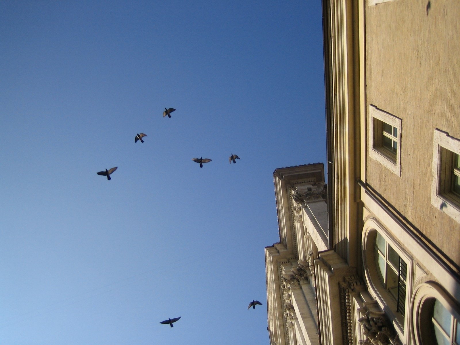 there are many birds flying in the blue sky