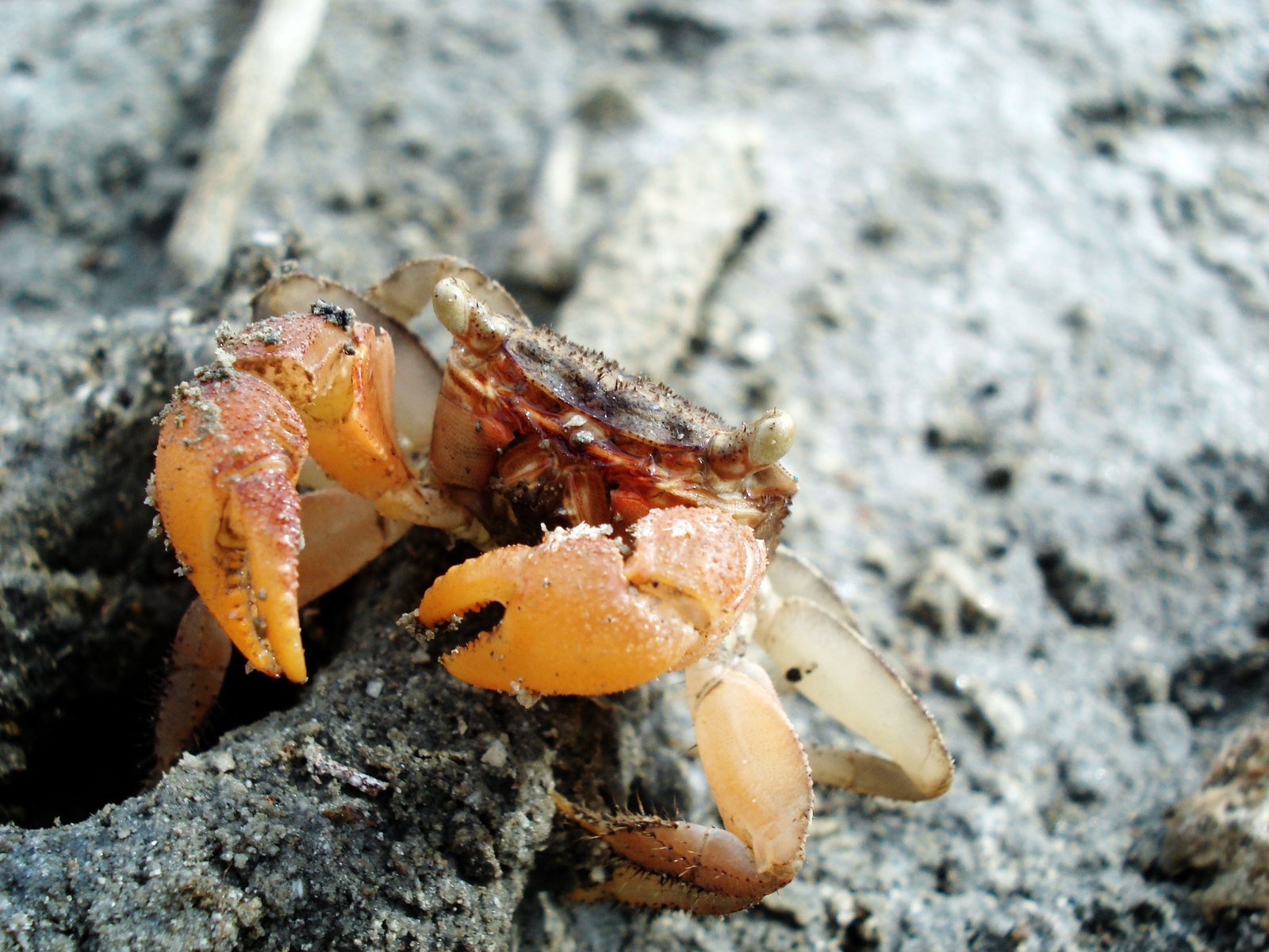 a close up of an orange crab with bubbles on its back