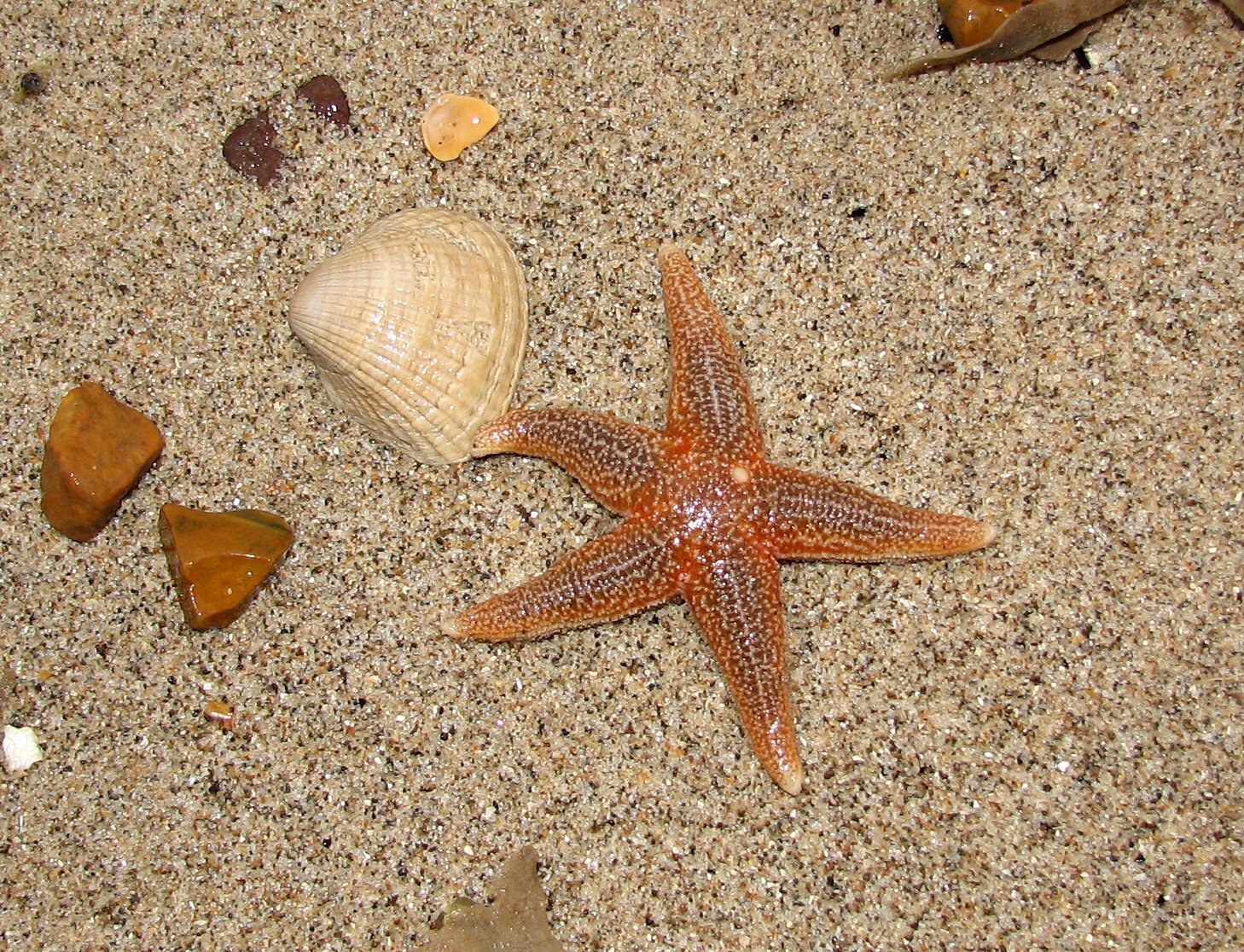 there is an image of an animal that is in the sand