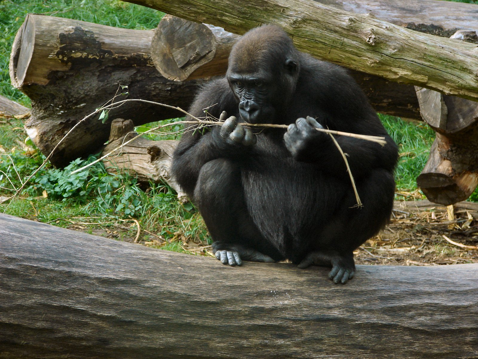 a large black monkey sitting on a tree trunk
