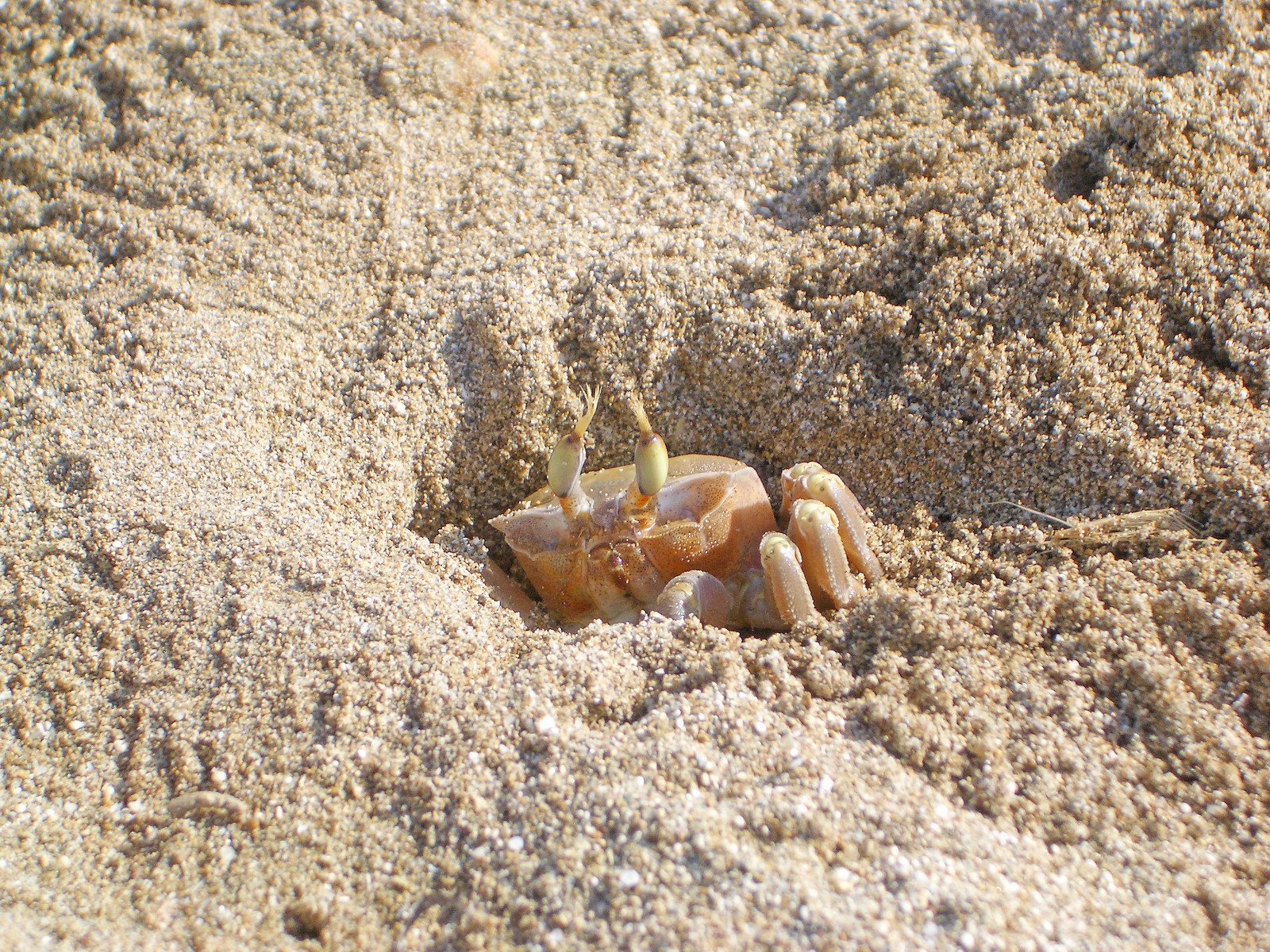 a sand crab on its hind legs crawling