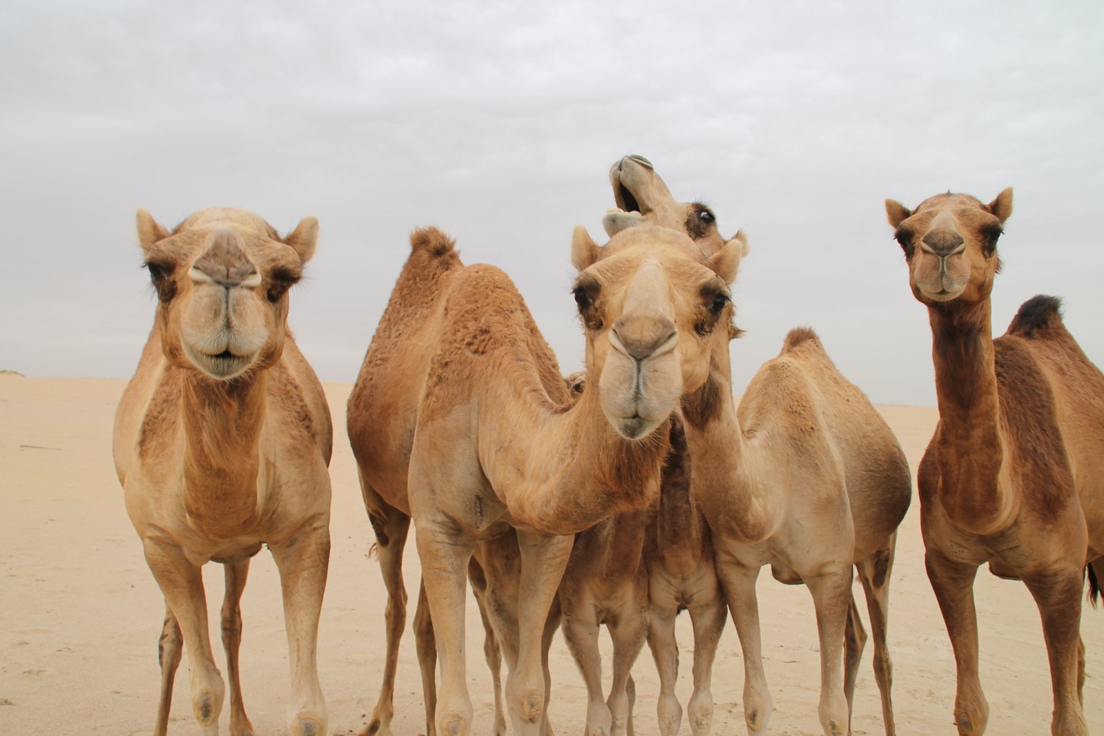 four camels standing around looking in a line