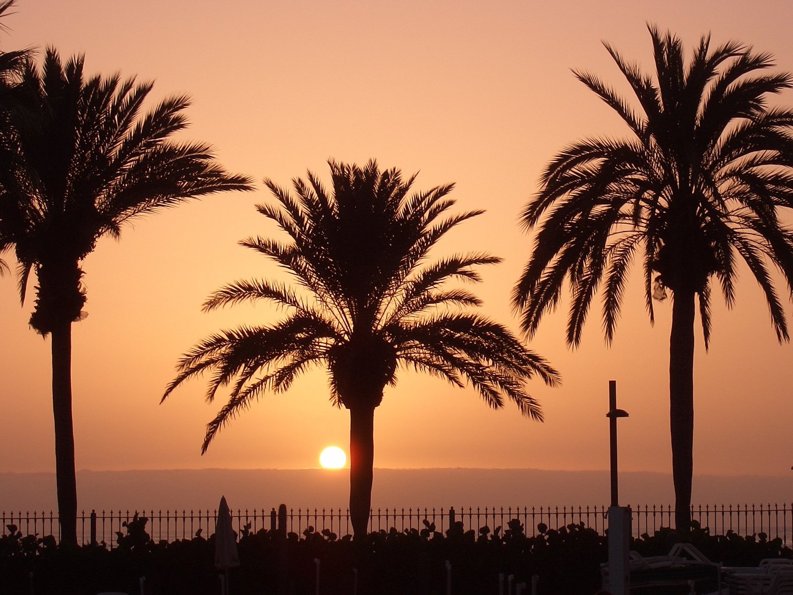 silhouettes of palm trees and the sun in the background