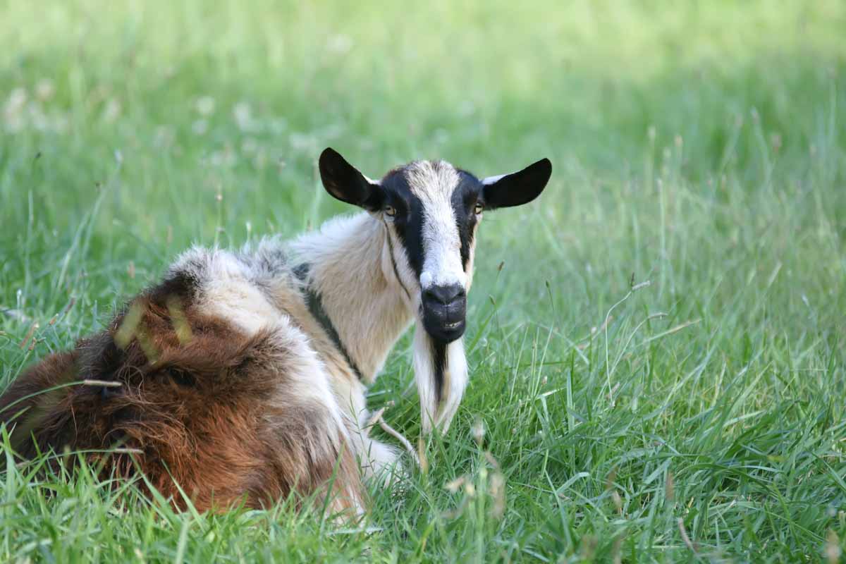 two goats laying in a field with one looking at the camera