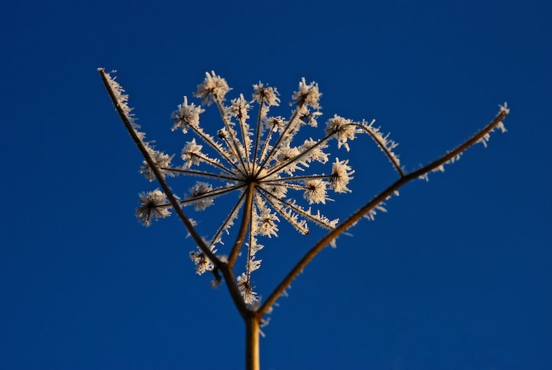 a large weed that has very big flowers in it