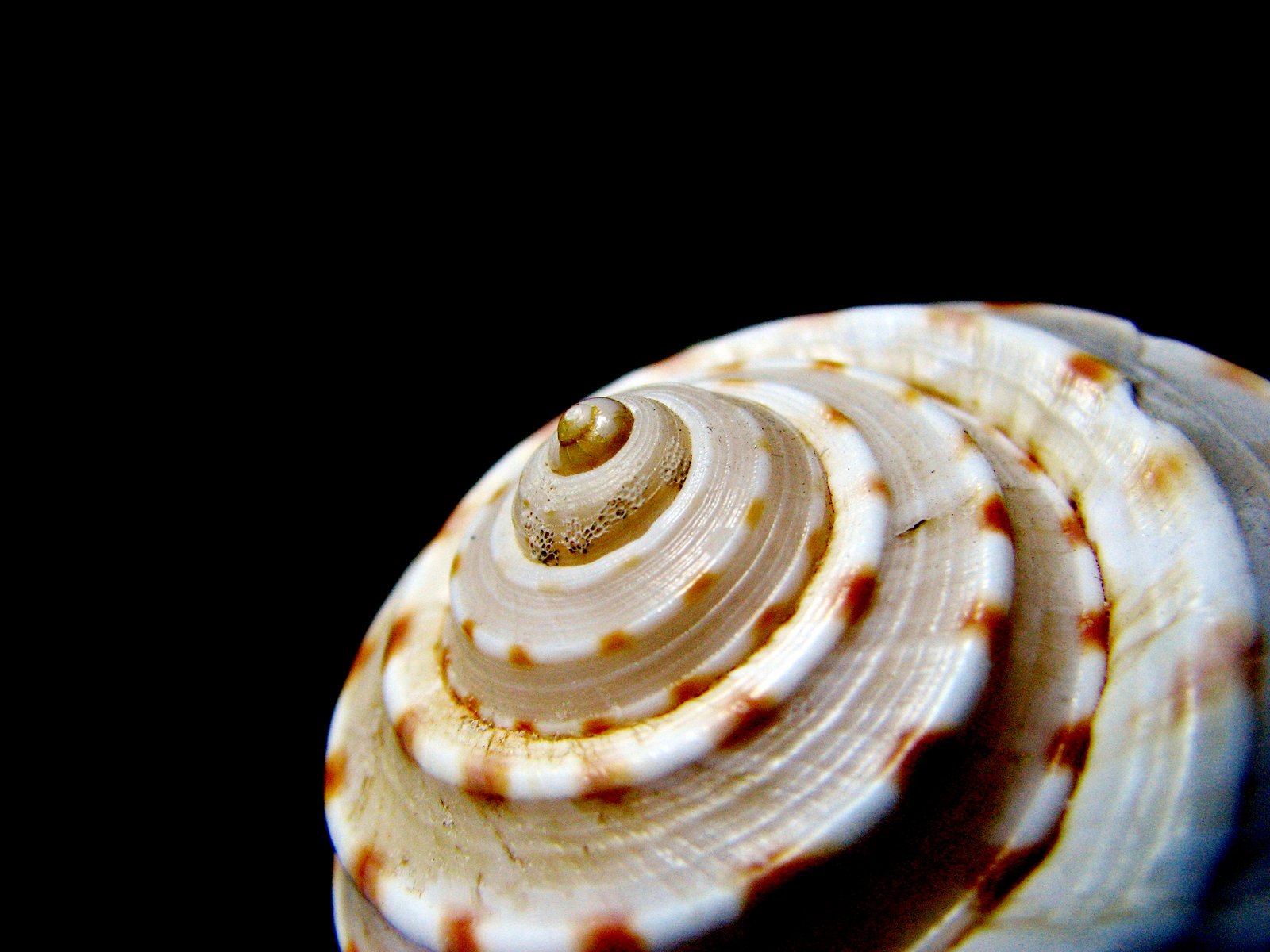 the seashell is shaped like an umbrella