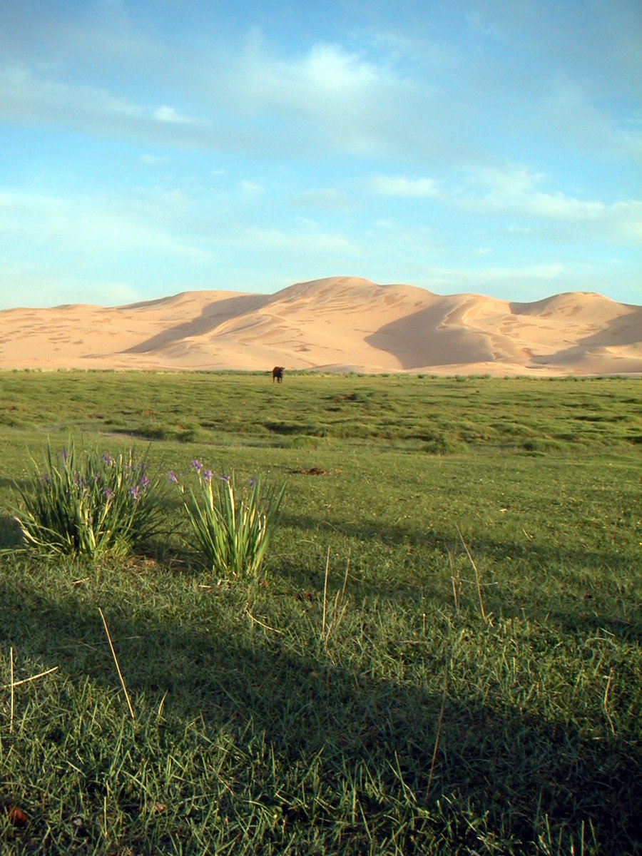 there is an elephant that is in the distance in the middle of a field