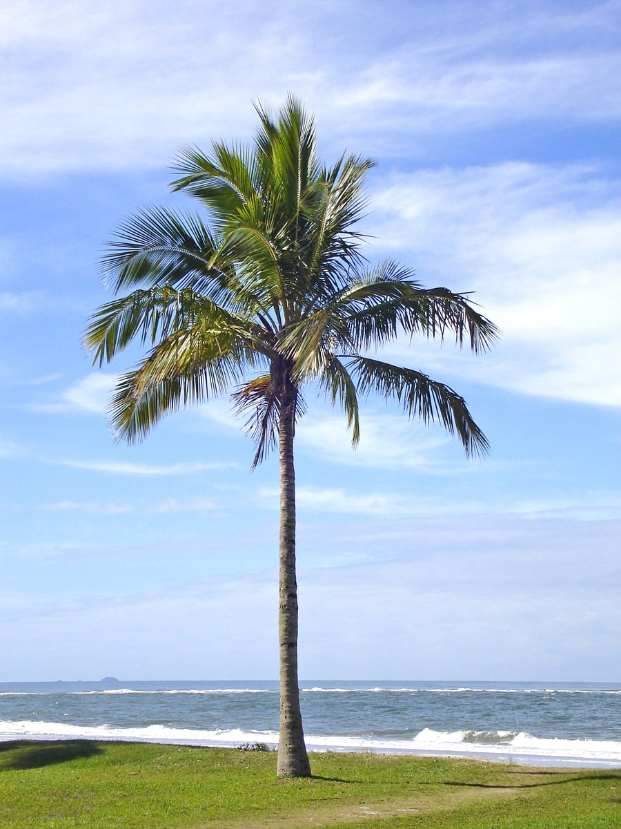 a palm tree at the edge of a grassy beach