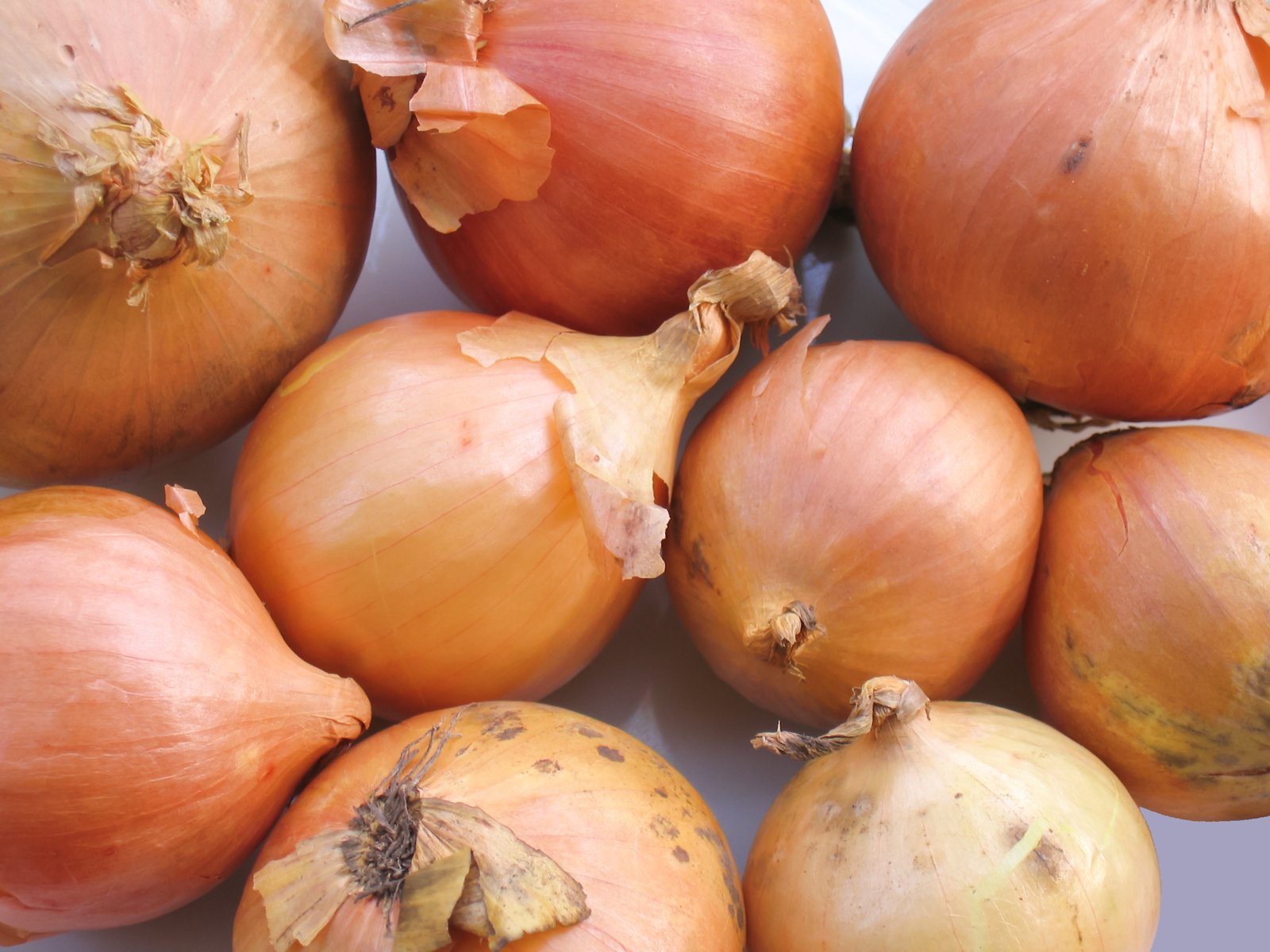 onion bulbs and bulbs still together, all ready to cut