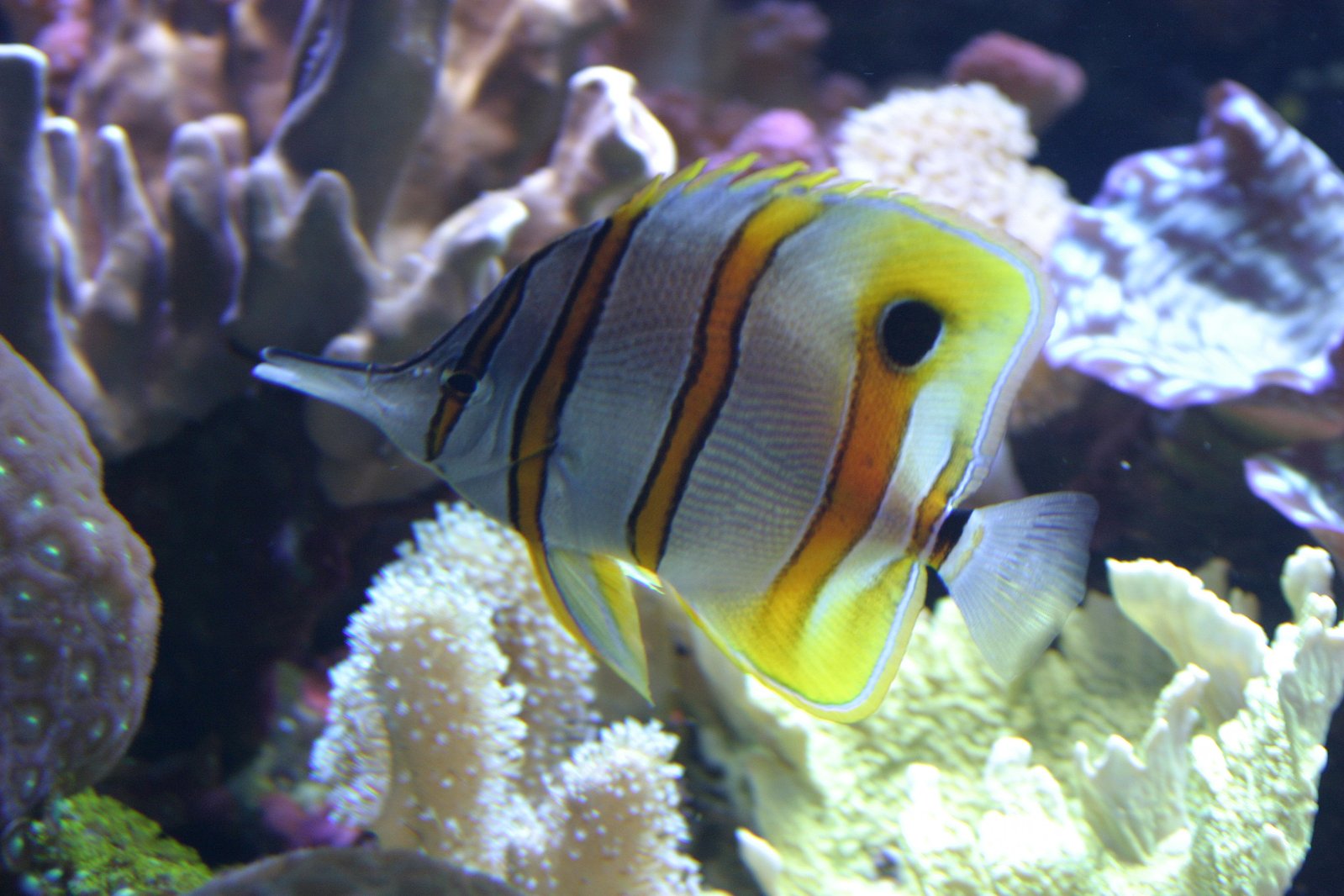 yellow and white clown fish floating on ocean with corals