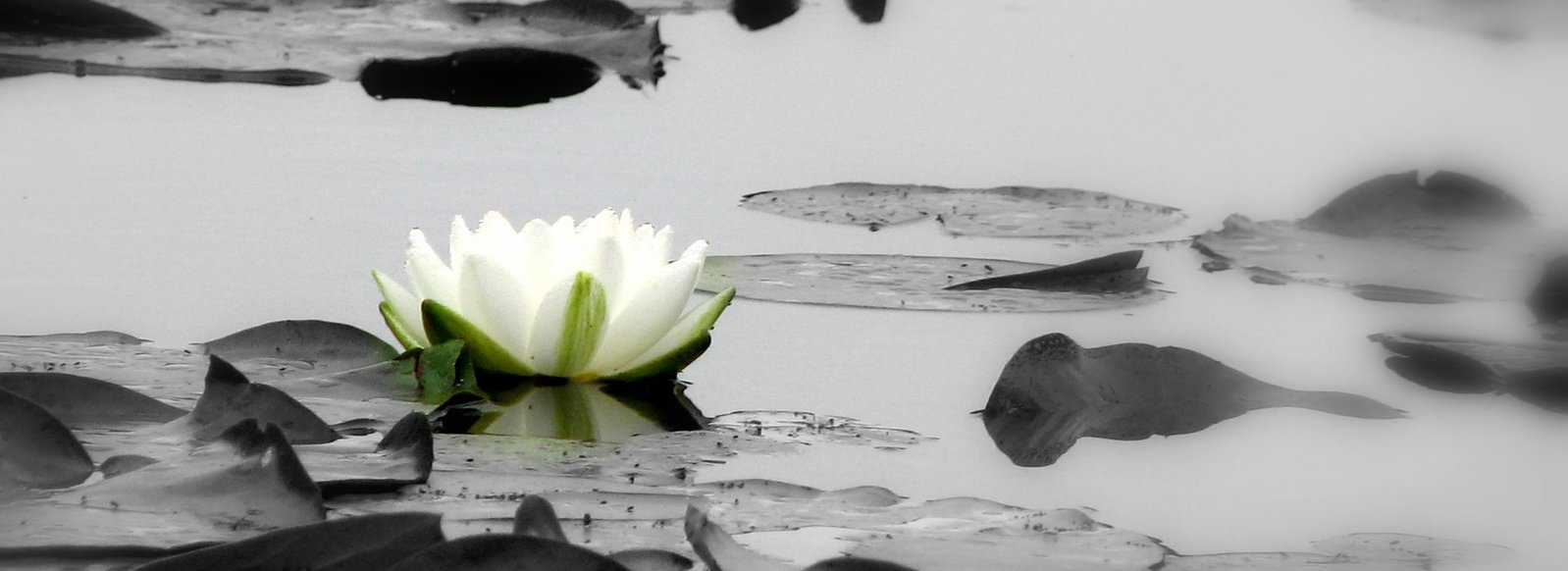 a white flower sits on top of a body of water