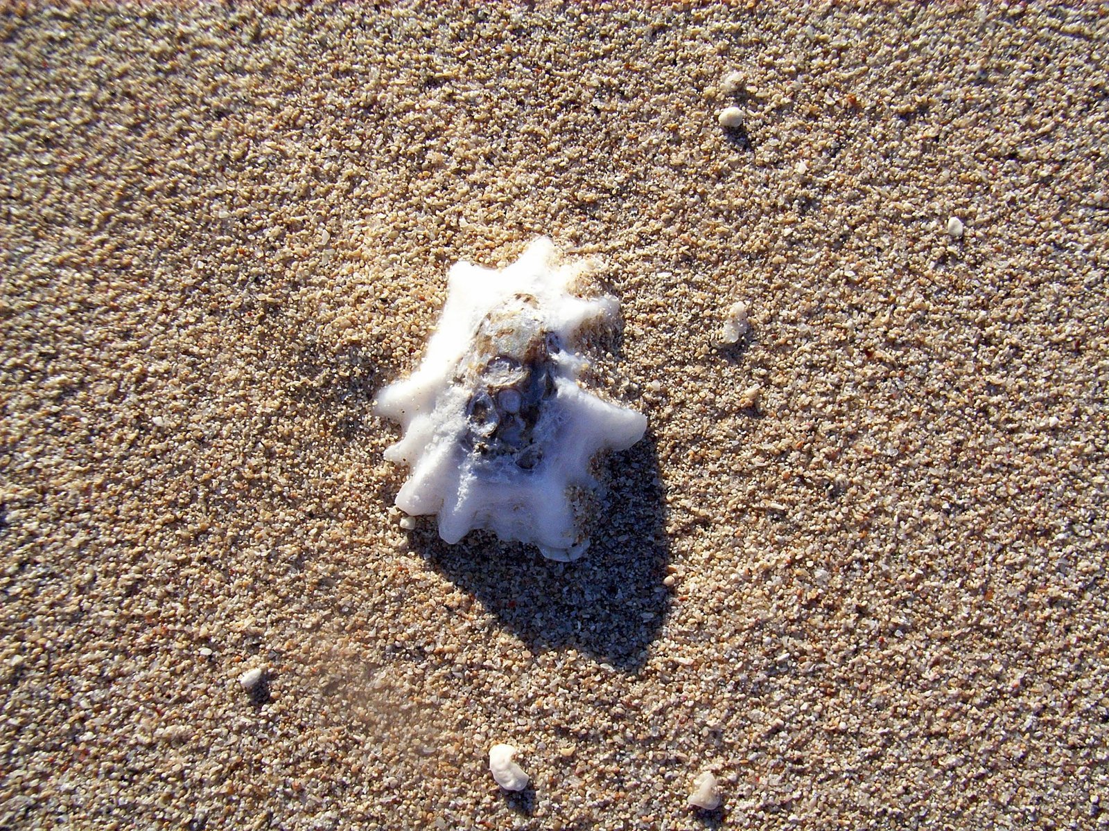a small white object sticking out of the sand