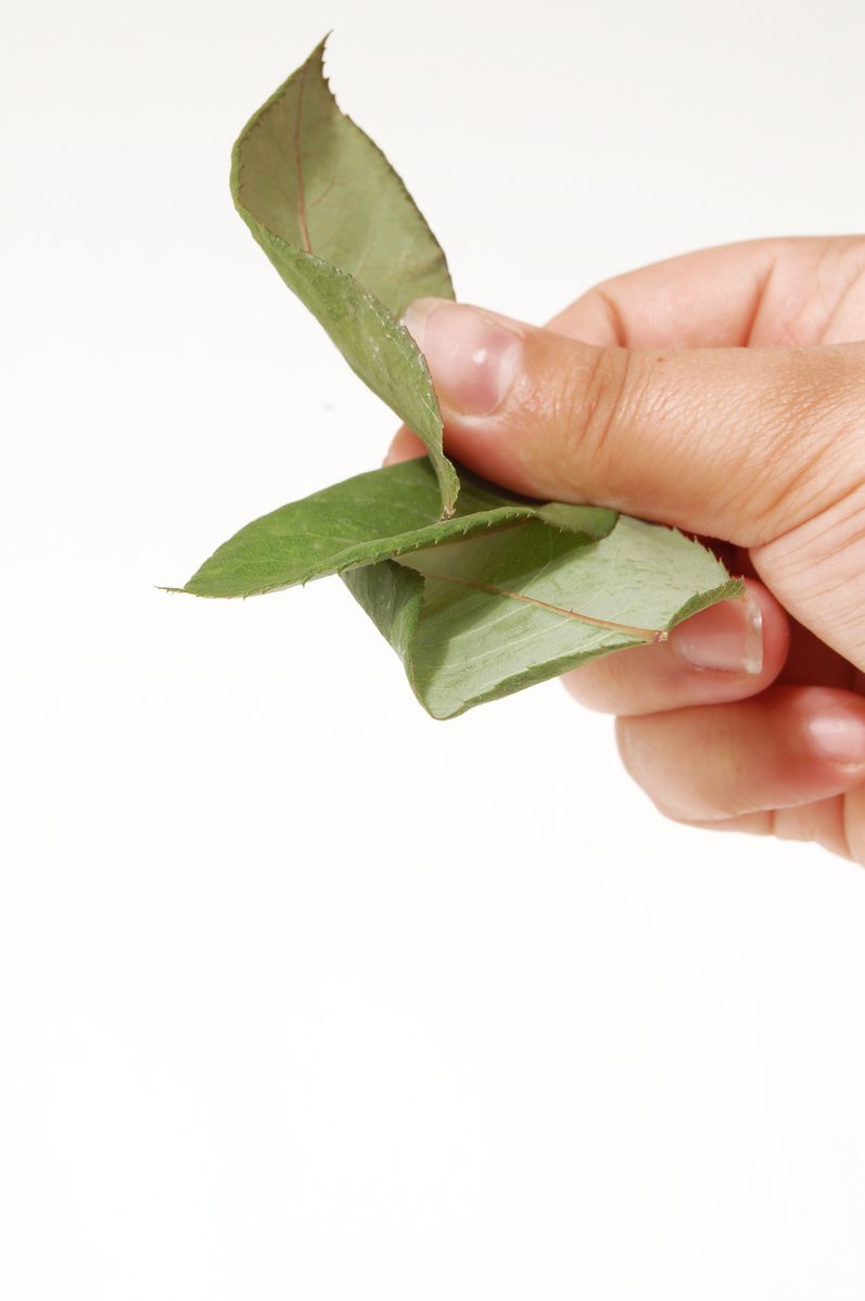 a hand holding a green leaf on white background