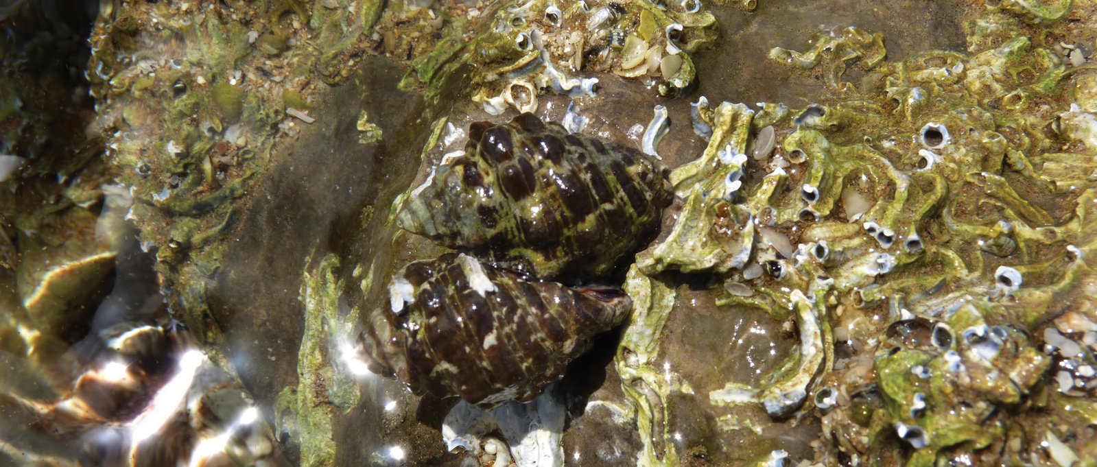 sea shells in the shallow water, looking like they have caught prey