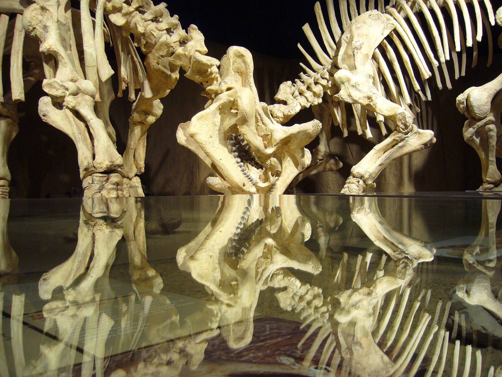 a glass table that has a large group of bones on it