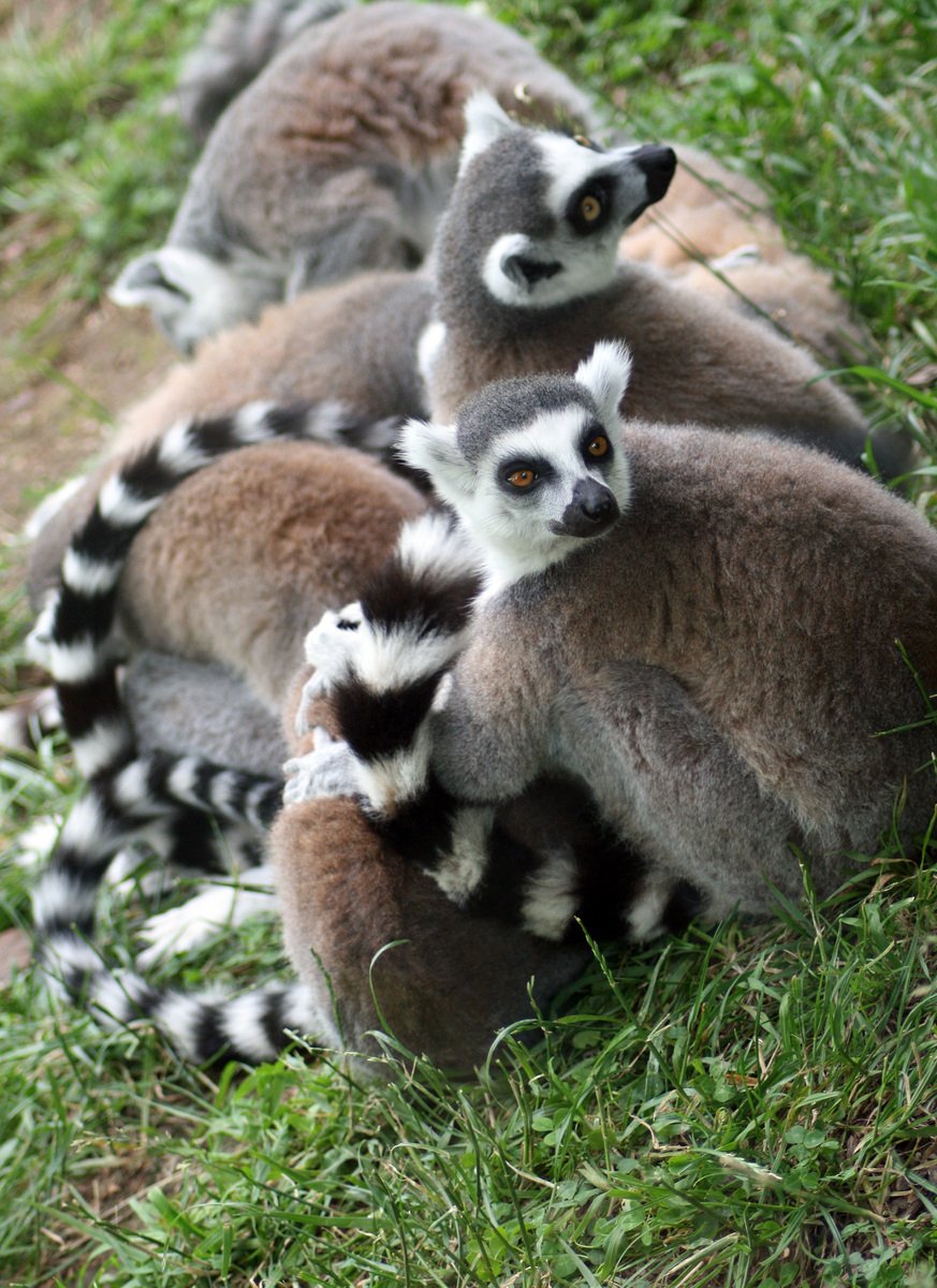 four small lemurs are sitting together in the grass