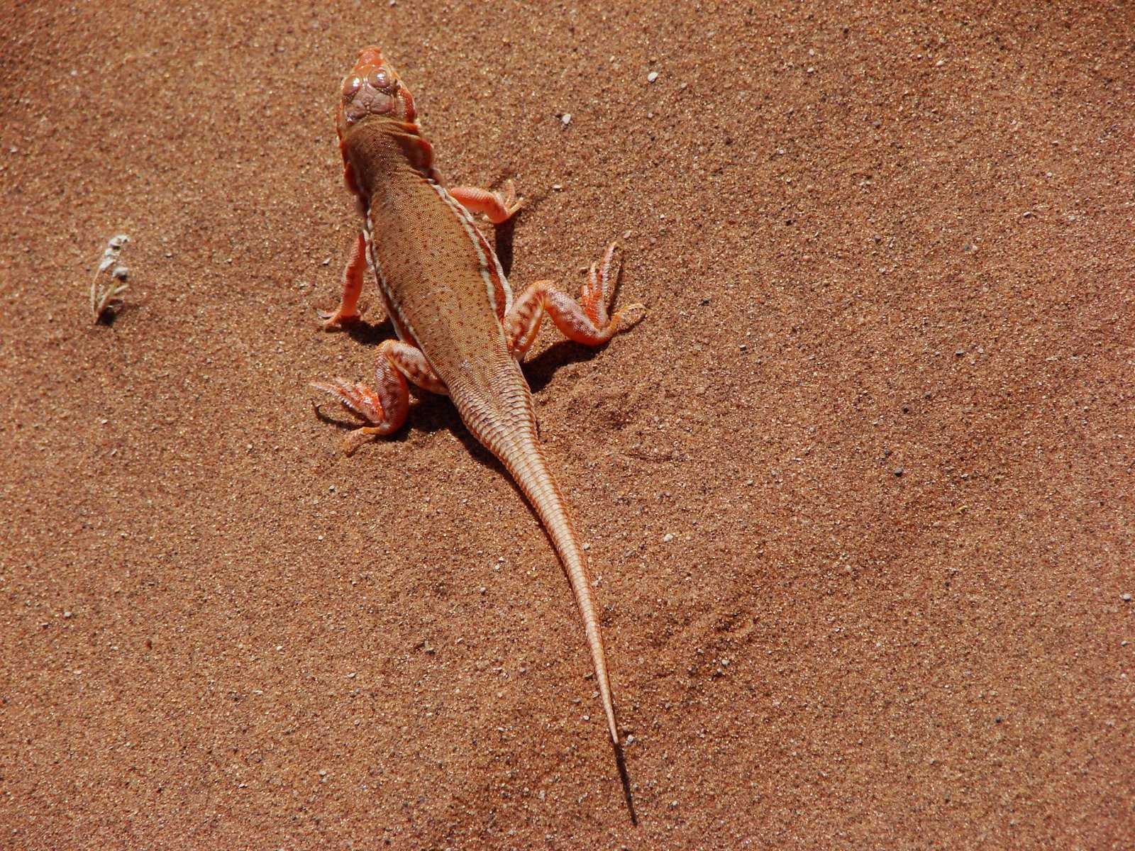 an adult lizard standing on top of a sandy beach