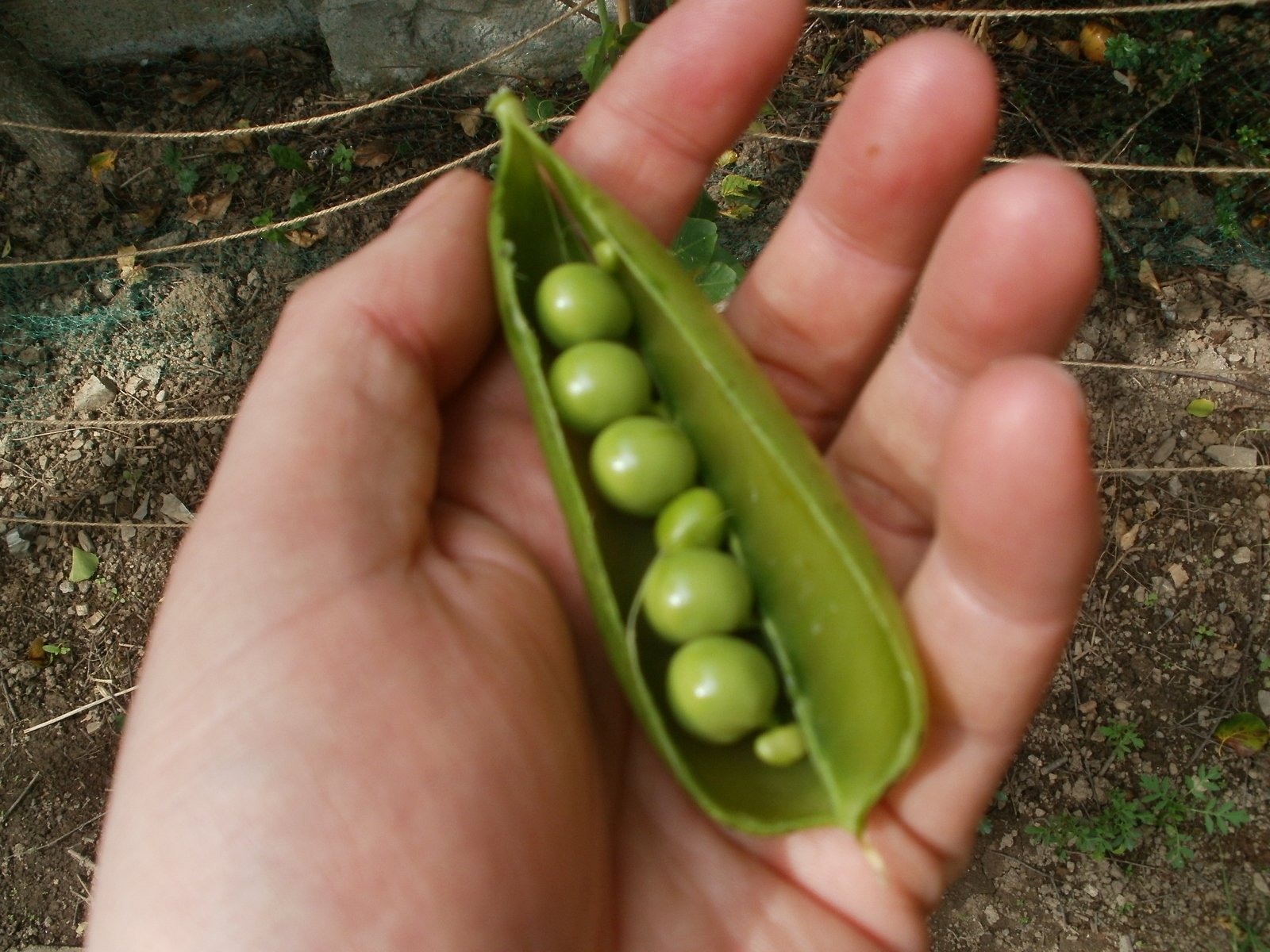 someone is holding a pea pod in their hand