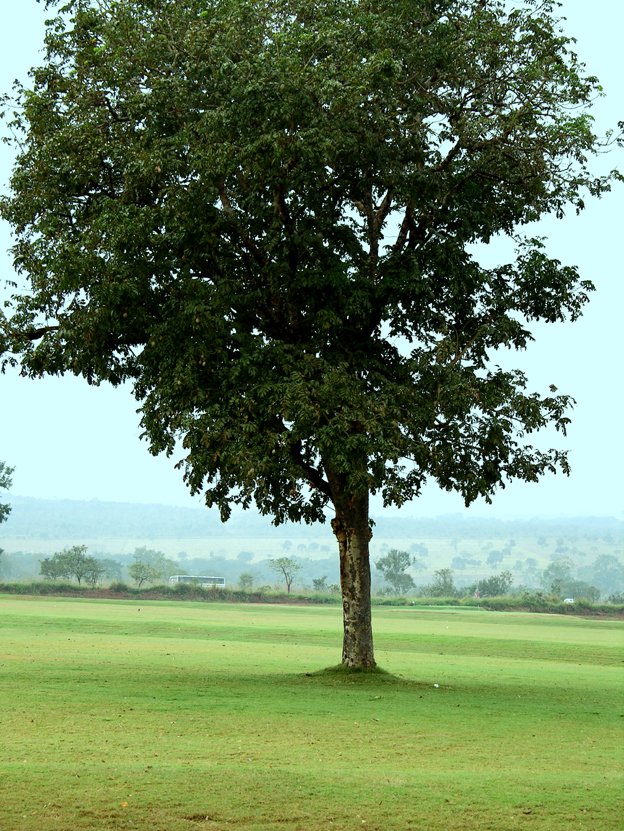 a single tree in a large open field