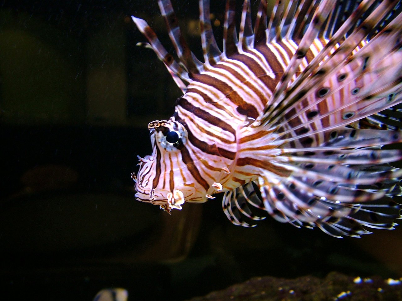 a white and black lionfish in an aquarium