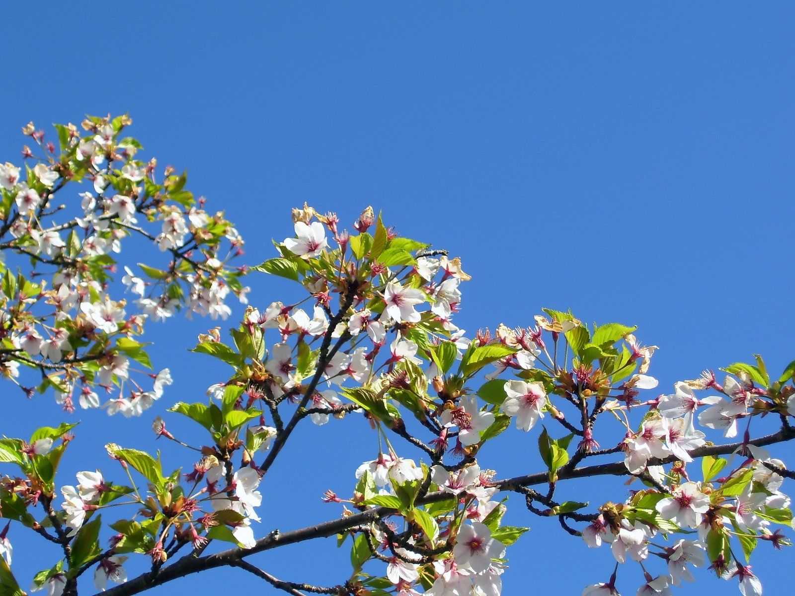 white and green leaves on a tree and blue sky in the background