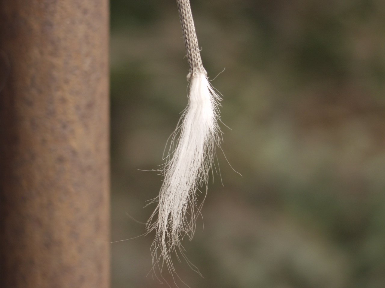 a bird with long tail and some string