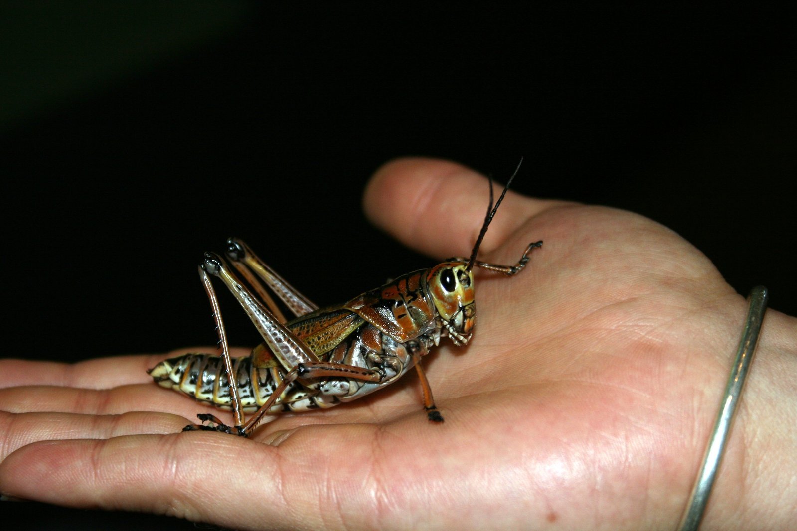 a close up of a person holding a grasshopper
