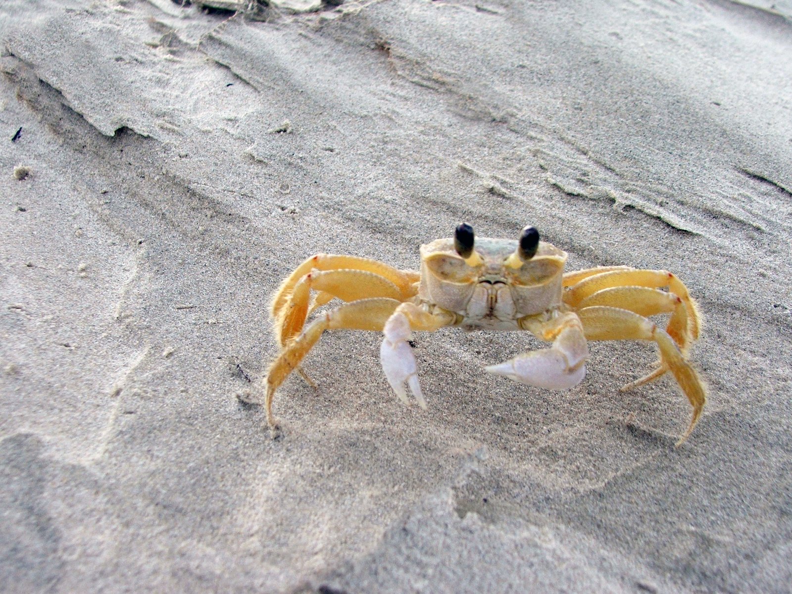 an evil crab crawling on a beach