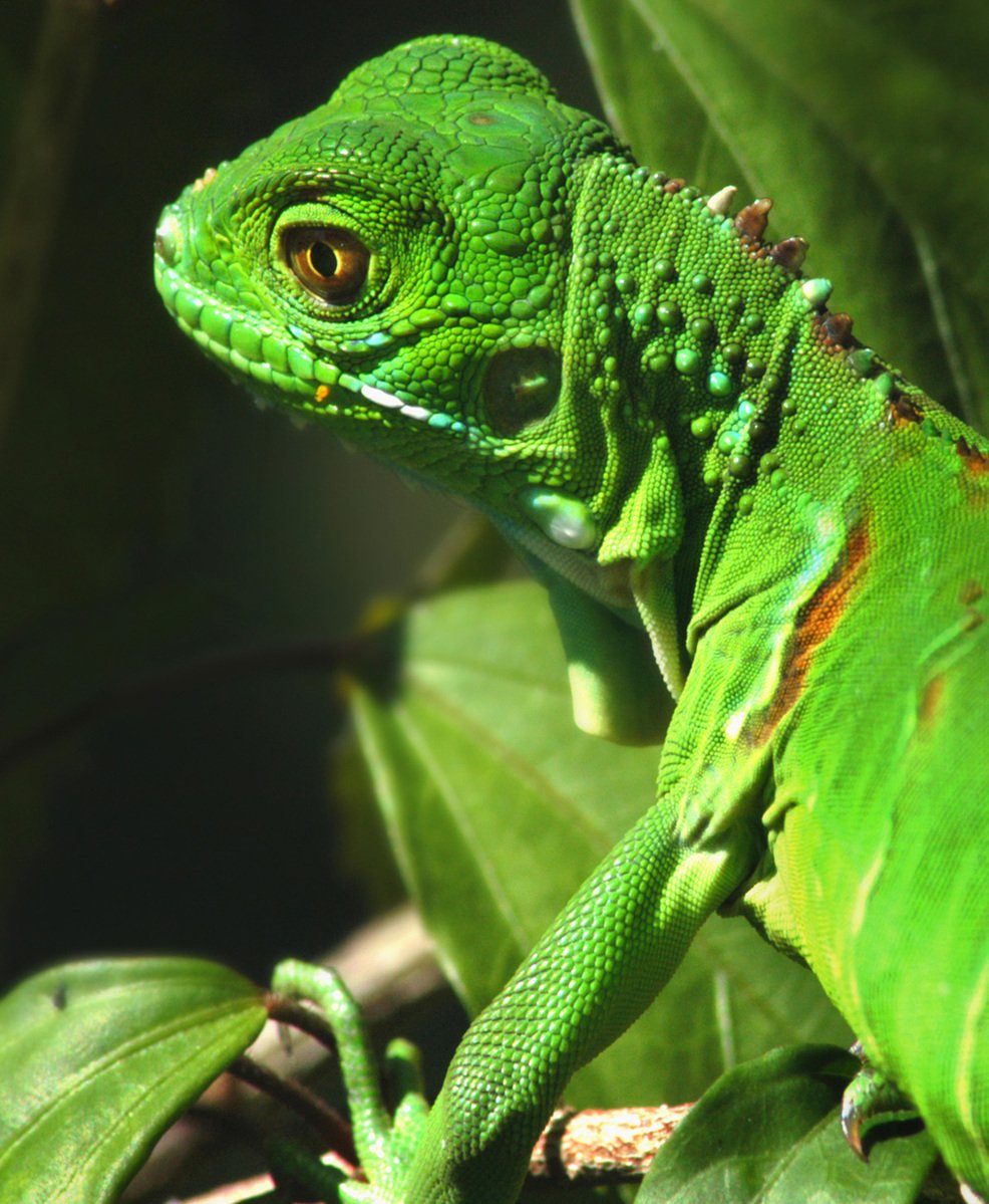a large lizard sits on a green plant