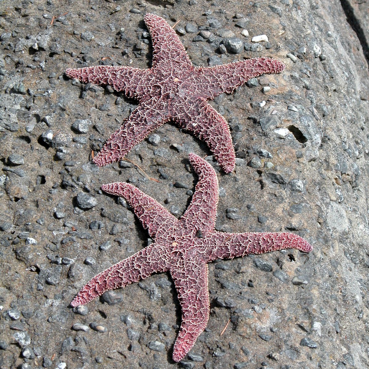 a starfish lays on the ground in the sand
