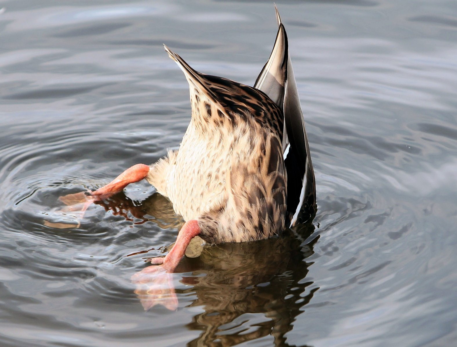 the duck is swimming on the water with his head inside its beak