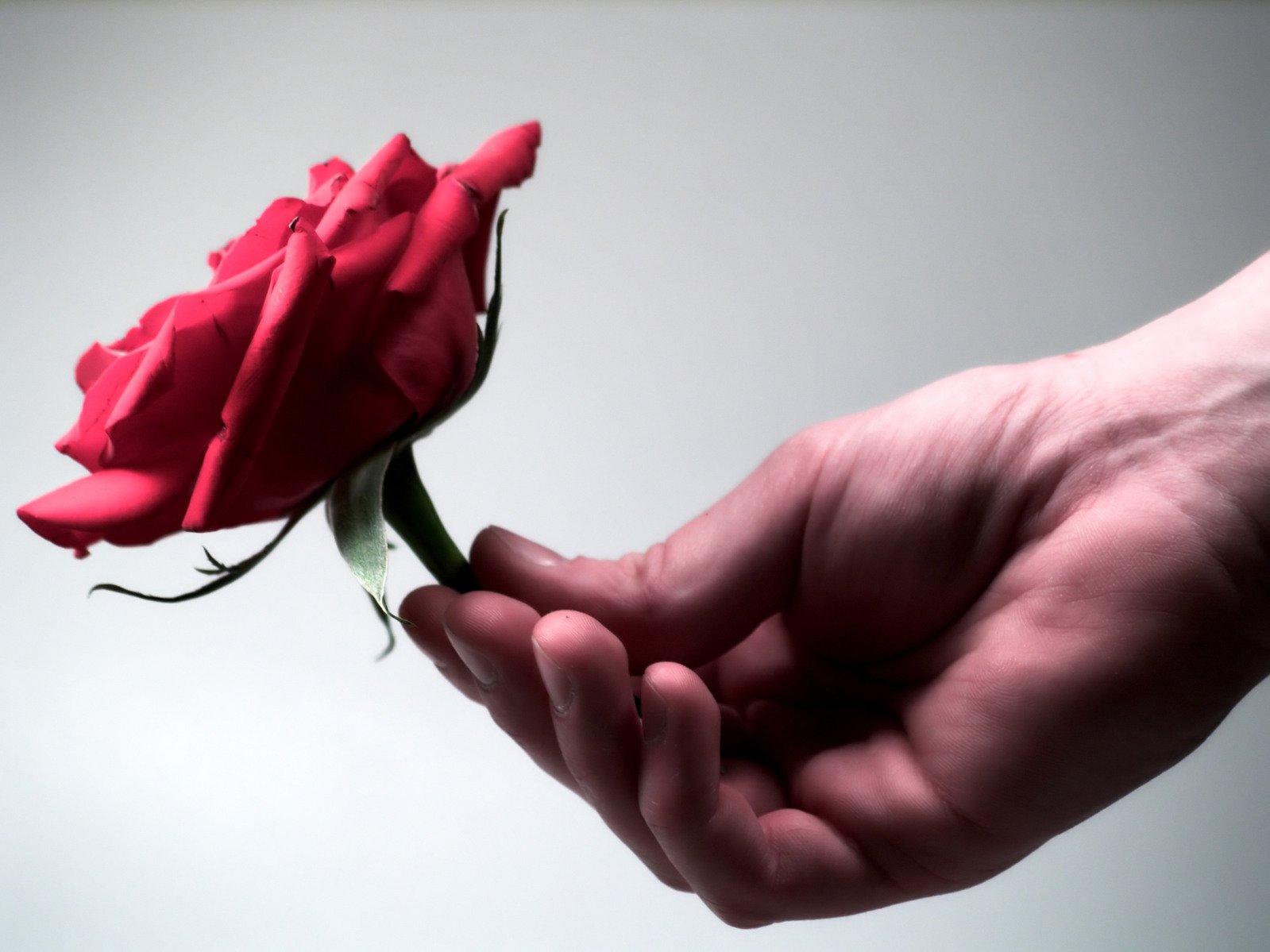 a person holding a small red rose in their hand