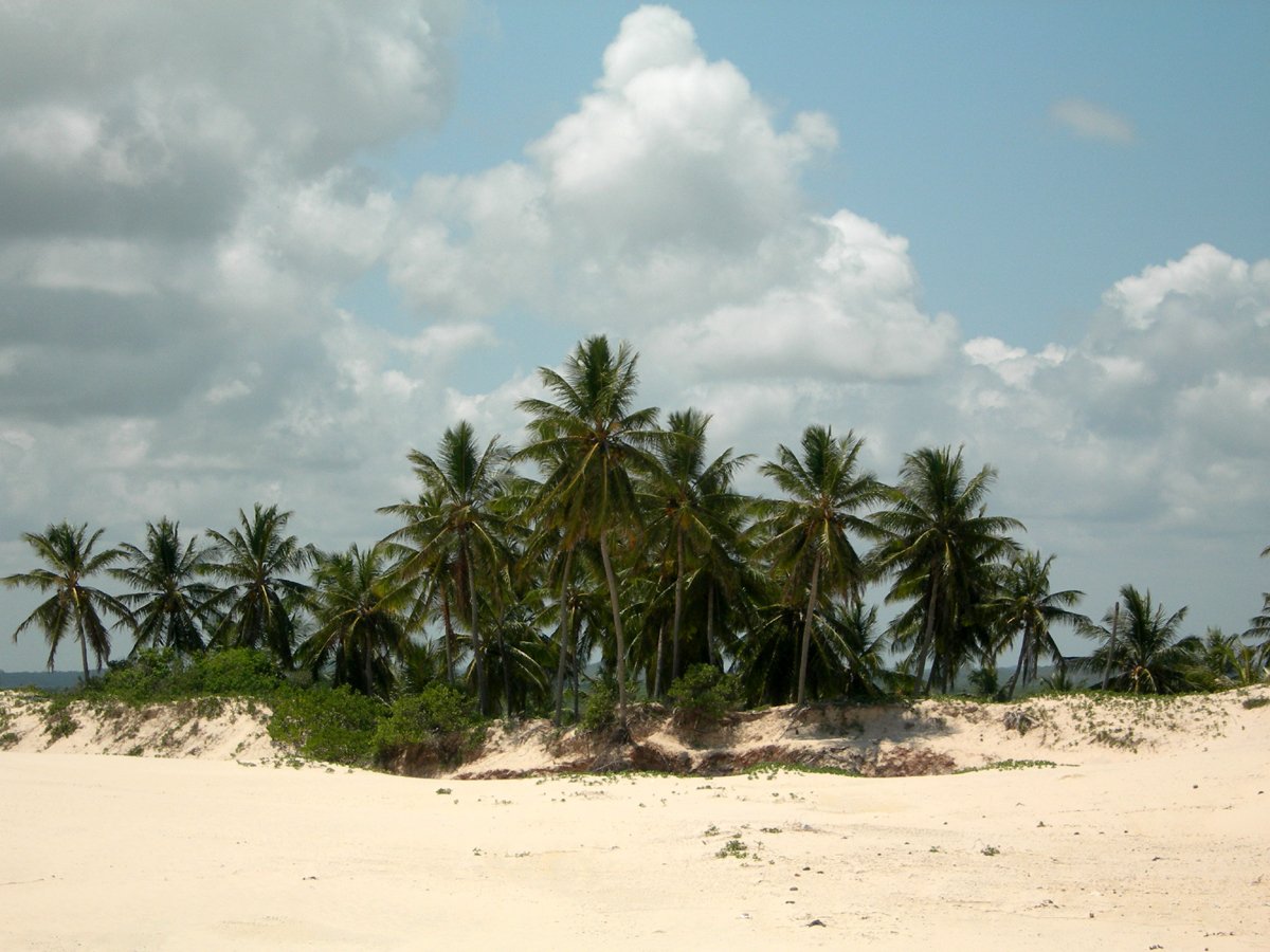 a beach with palm trees is pictured under cloudy skies