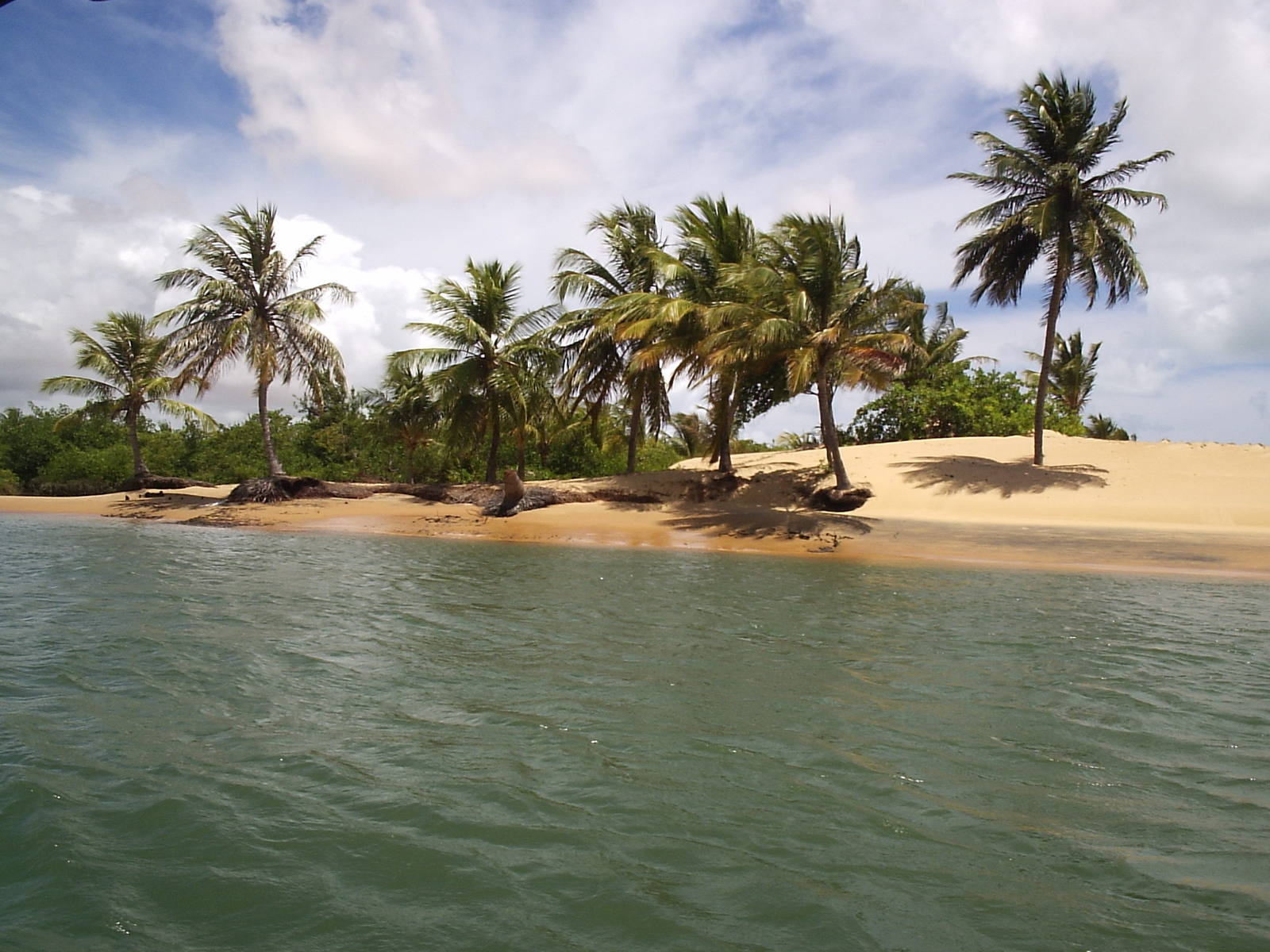 a row of palm trees line the shore of a tropical island