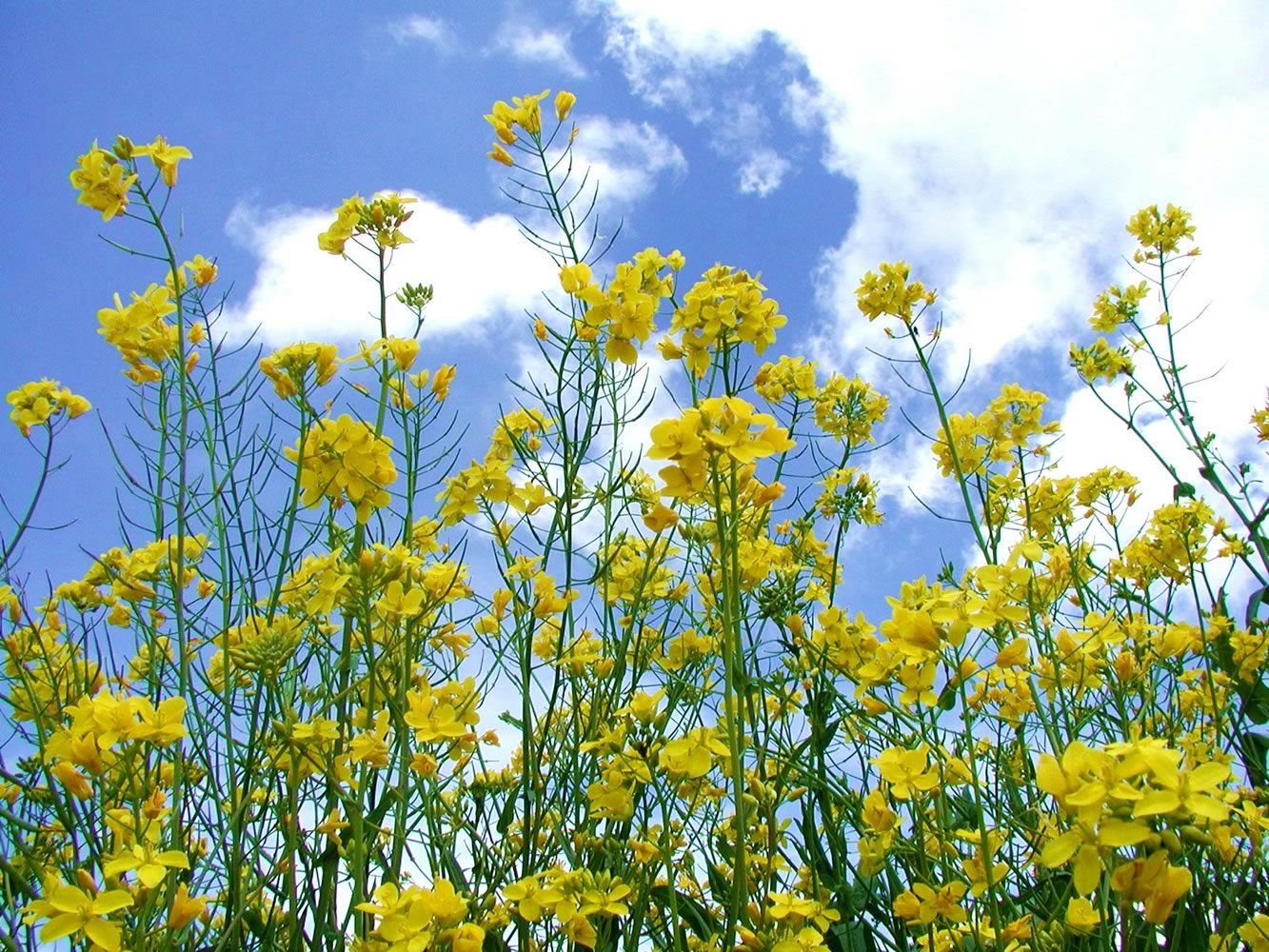 yellow flowers are all around as a clear blue sky is seen