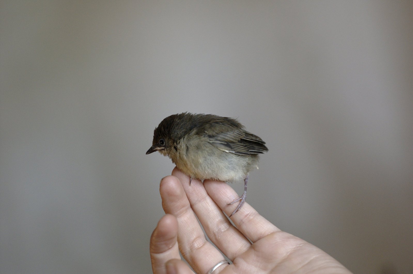 a small bird sitting on the palm of someones hand