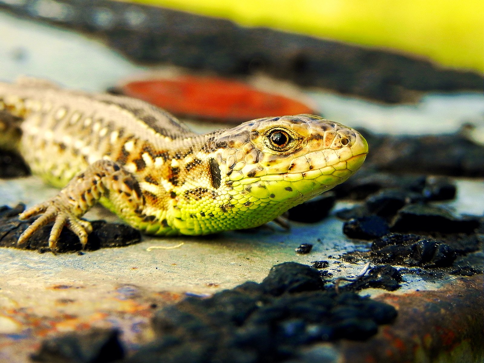 an lizard sitting on the ground, with mud and other dirt scattered around him