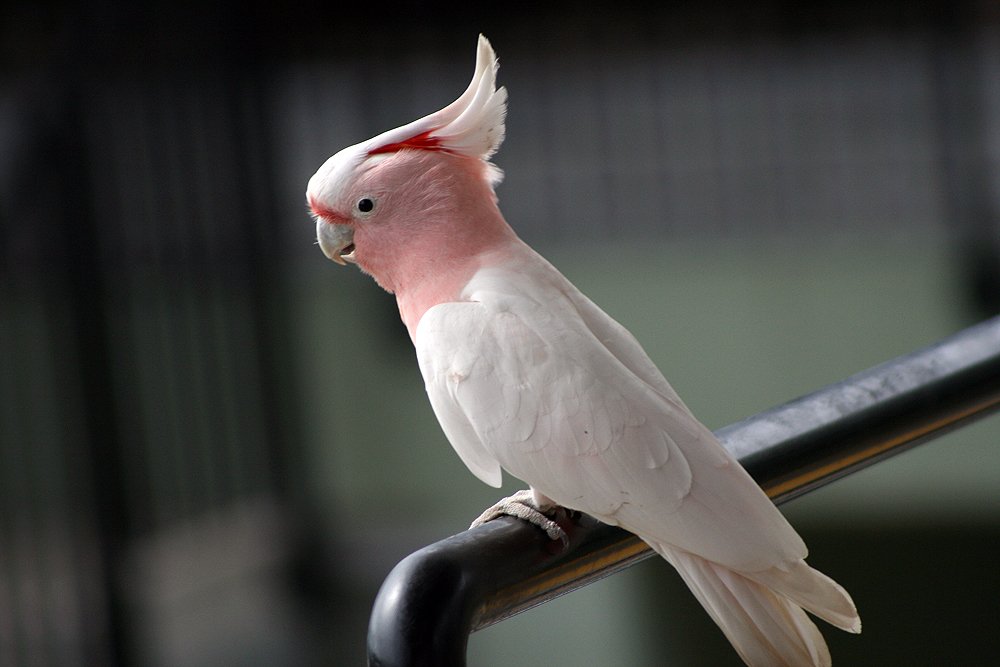 a close up of a cockatoo with its beak on top of the rail