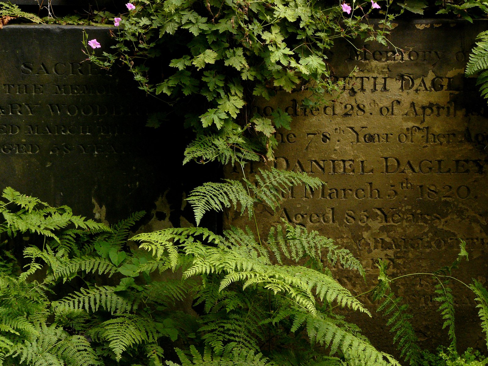 many ferns grow up on the top of a headstone