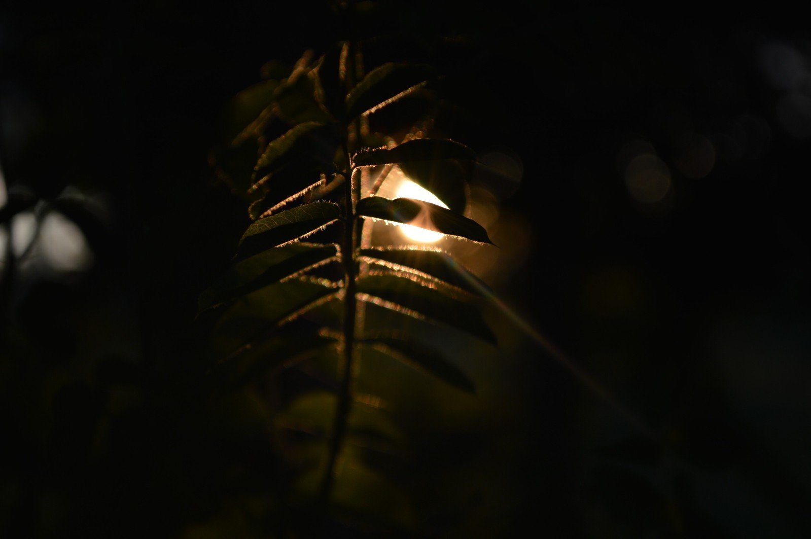 a fern leaf that has a light in it