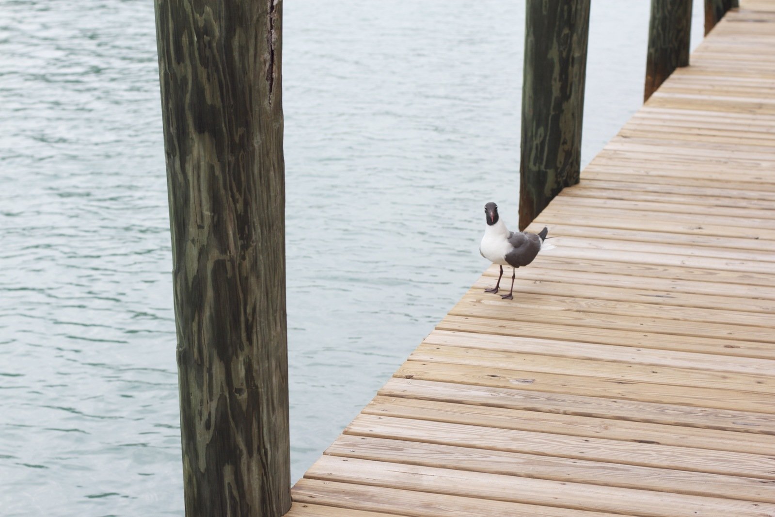 a seagull stands on the edge of a pier