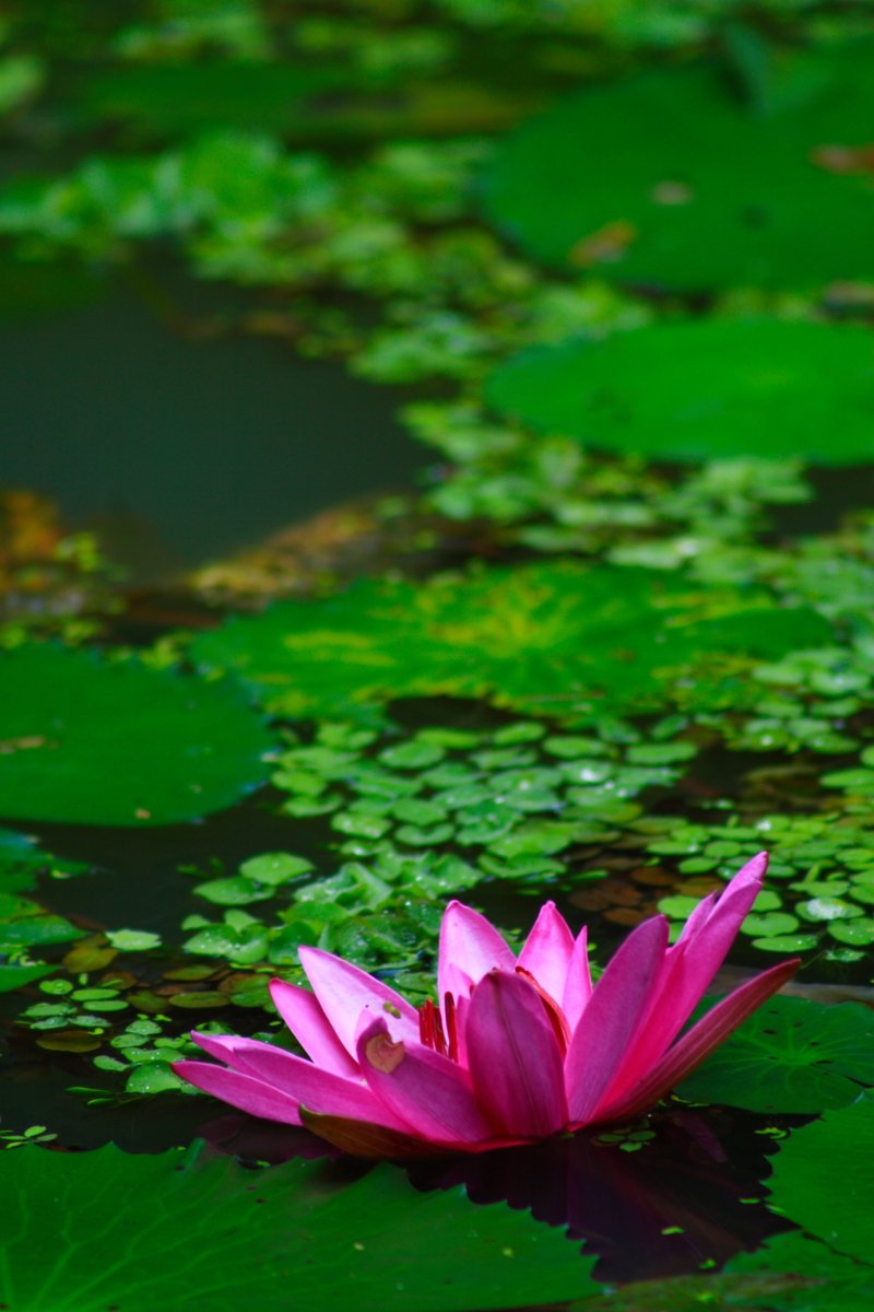 a purple water lily is floating on some green leaves