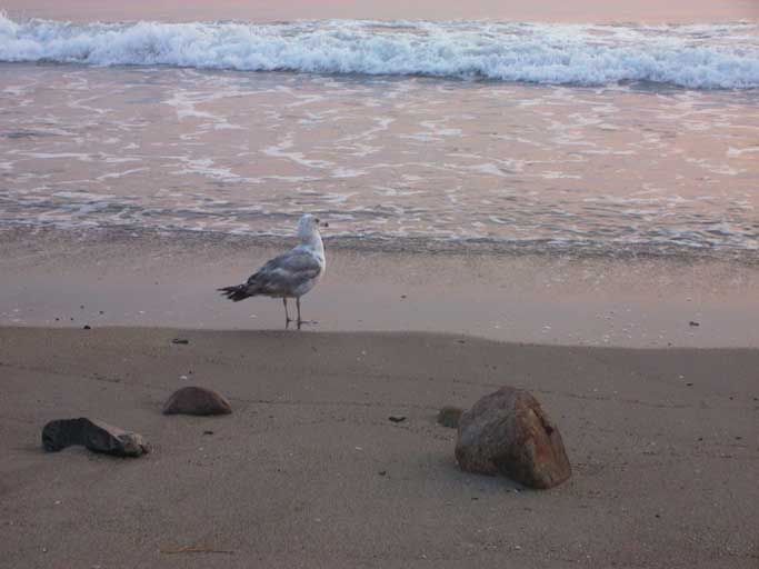 a seagull standing on a sandy beach near the ocean