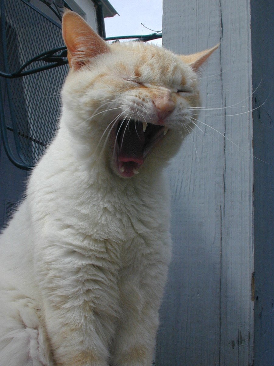 an orange and white cat with its mouth open