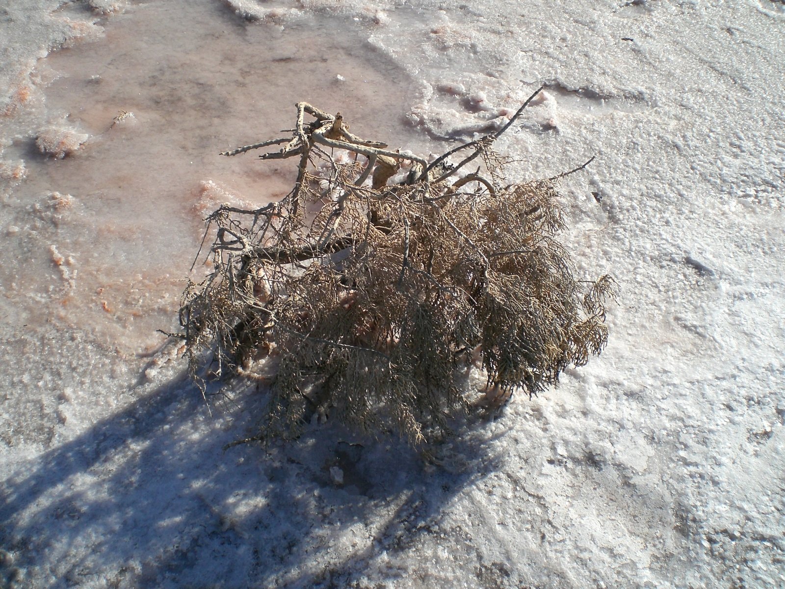 there is a small plant that grows out of the snow