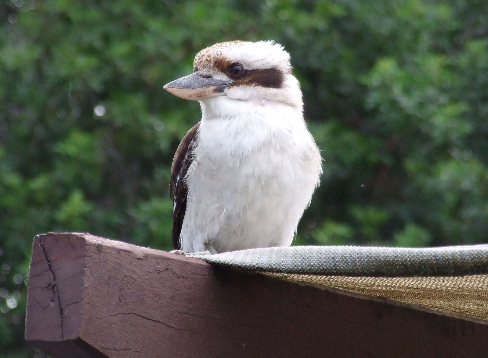 a bird is perched on a chair near trees