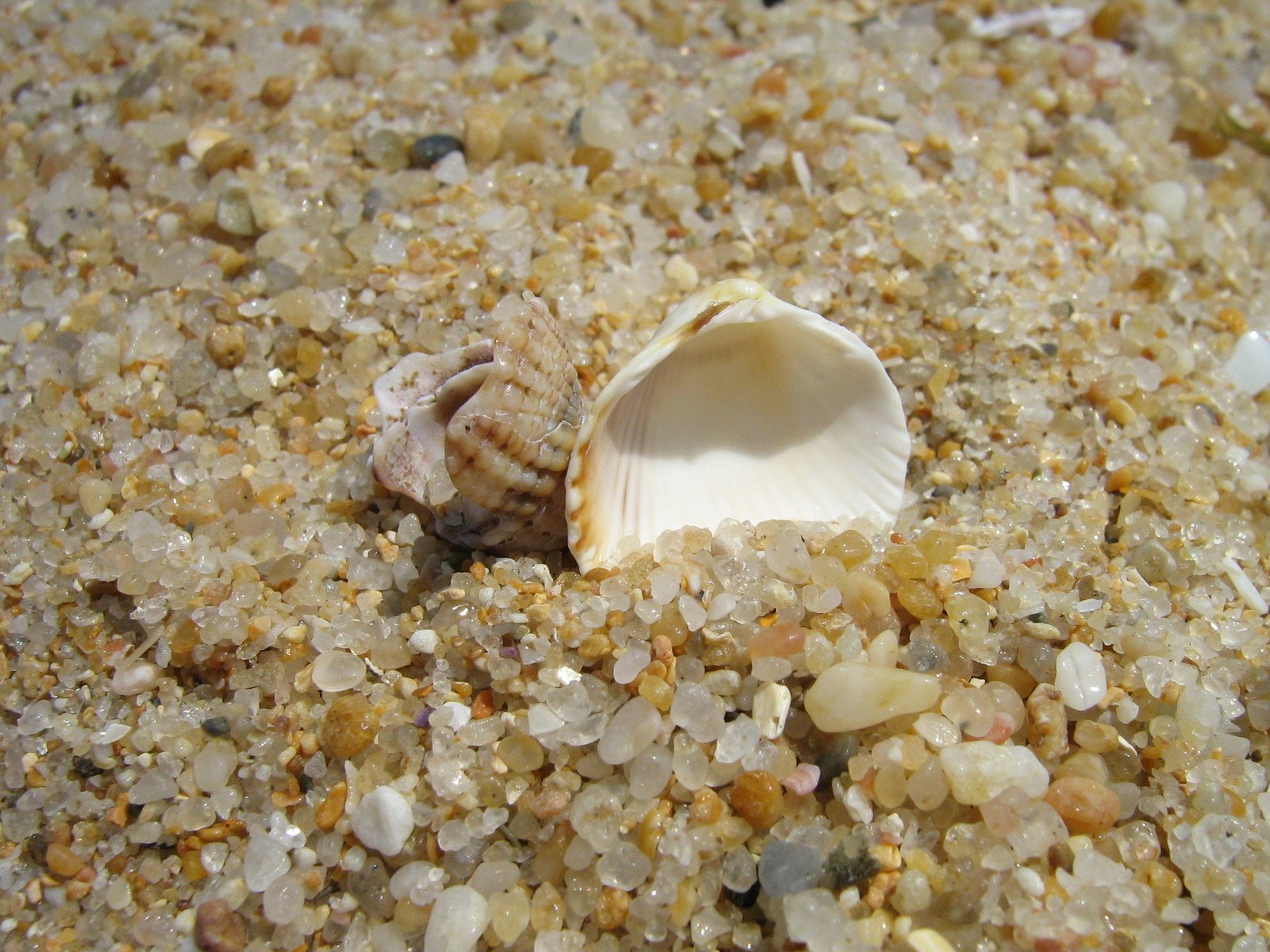 a sea shell sitting in the sand on the beach