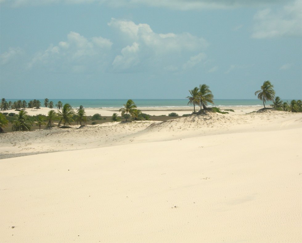 a white sandy beach with trees and water