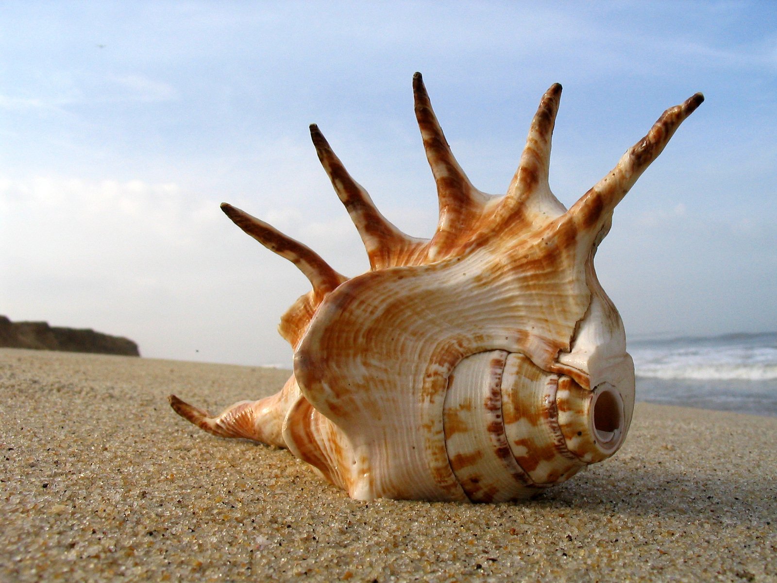 a shell that is sitting on the sand